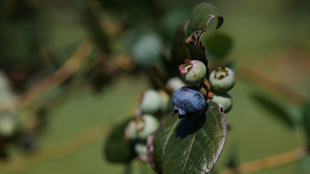 Get it Growing: Tips on best-yielding blueberries for Louisiana